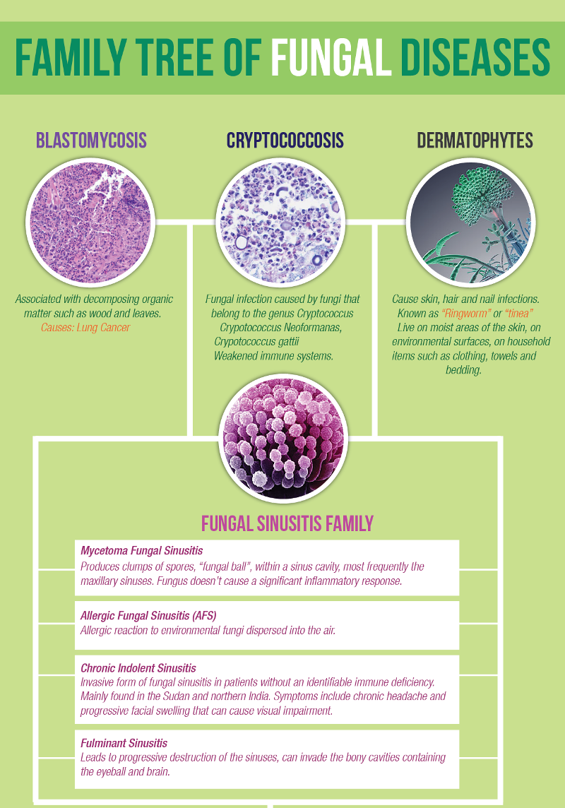 Family Tree of Fungal Disease