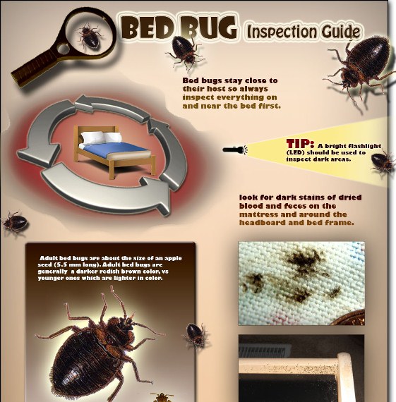 bed bug inspection guide