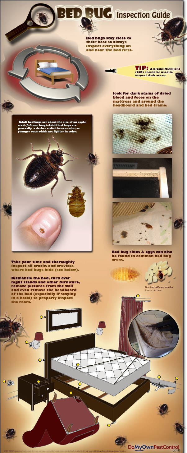 Bed Bug Inspection Guide Infographic