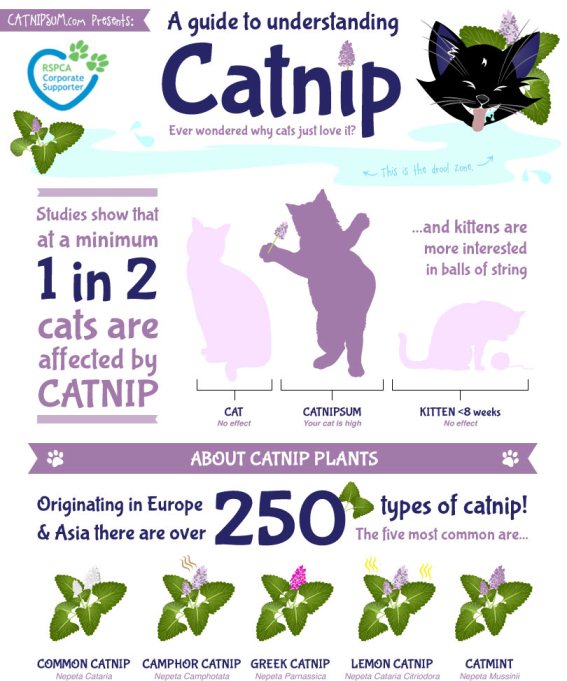catnip effect cats