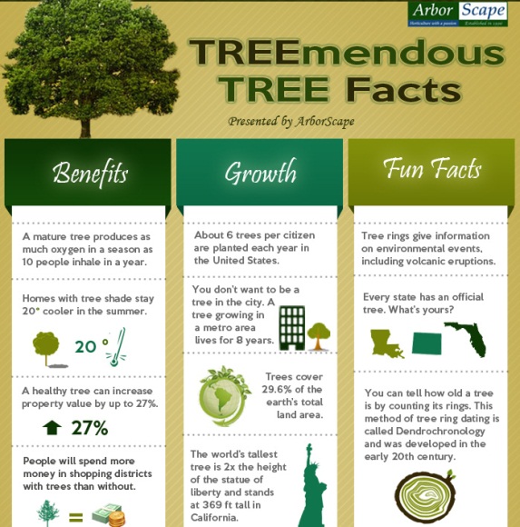 treemendous tree facts