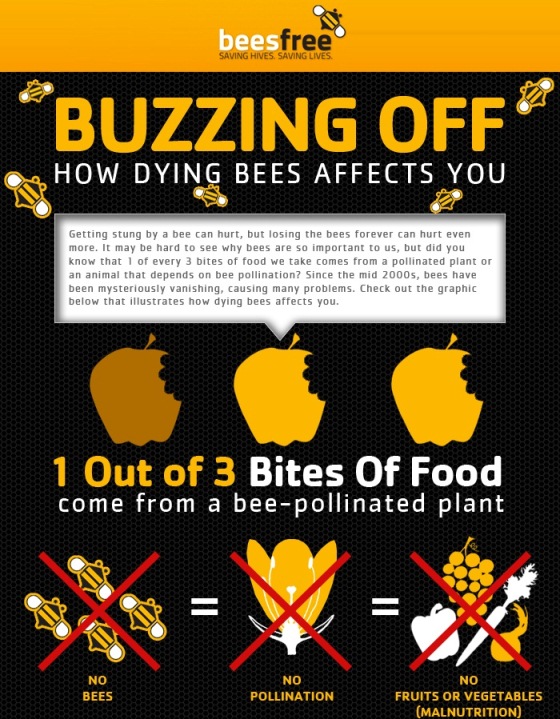 buzzing off how dying bees affect you