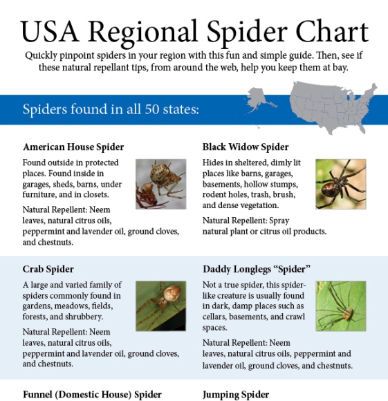 the ultimate guide to identifying common spiders 1
