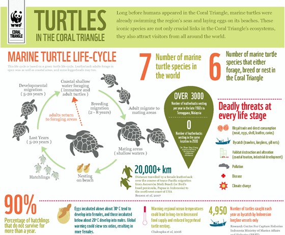 coral triangle marine turtles & their protection status 1
