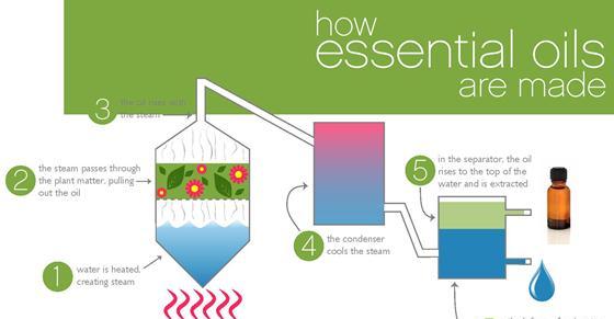 how essential oils are made 1