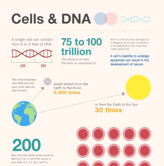 13 things you didn’t know about cells & DNA cells & DNA 1