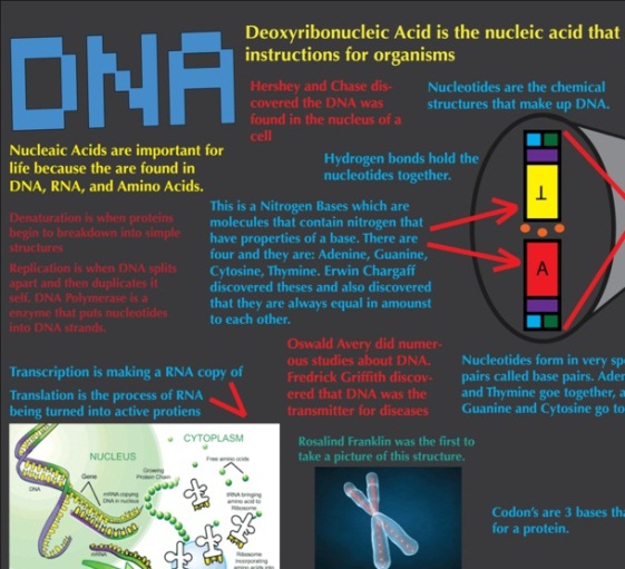 genetic instructions for organisms 1