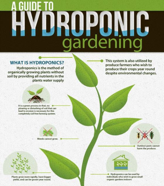 a guide to hydroponic gardening 1