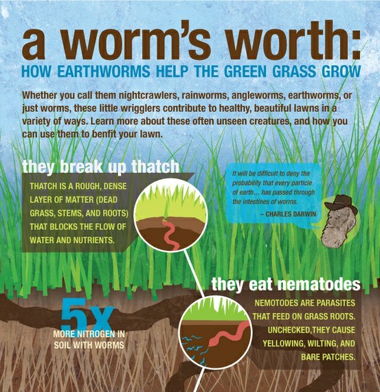 a worm’s worth how earthworms help the green grass grow 1