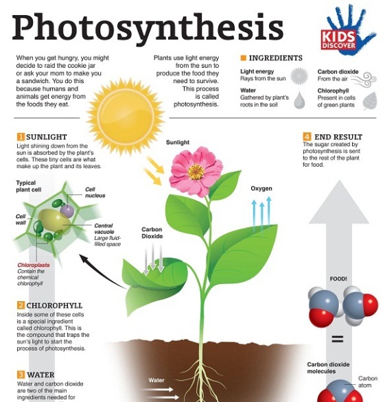 Photosynthesis 1