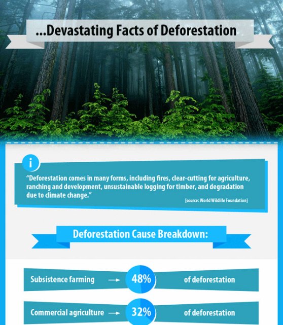 devastating facts of deforestation 1