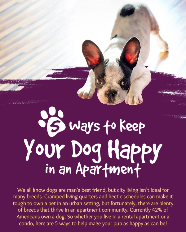 happy dog apartment