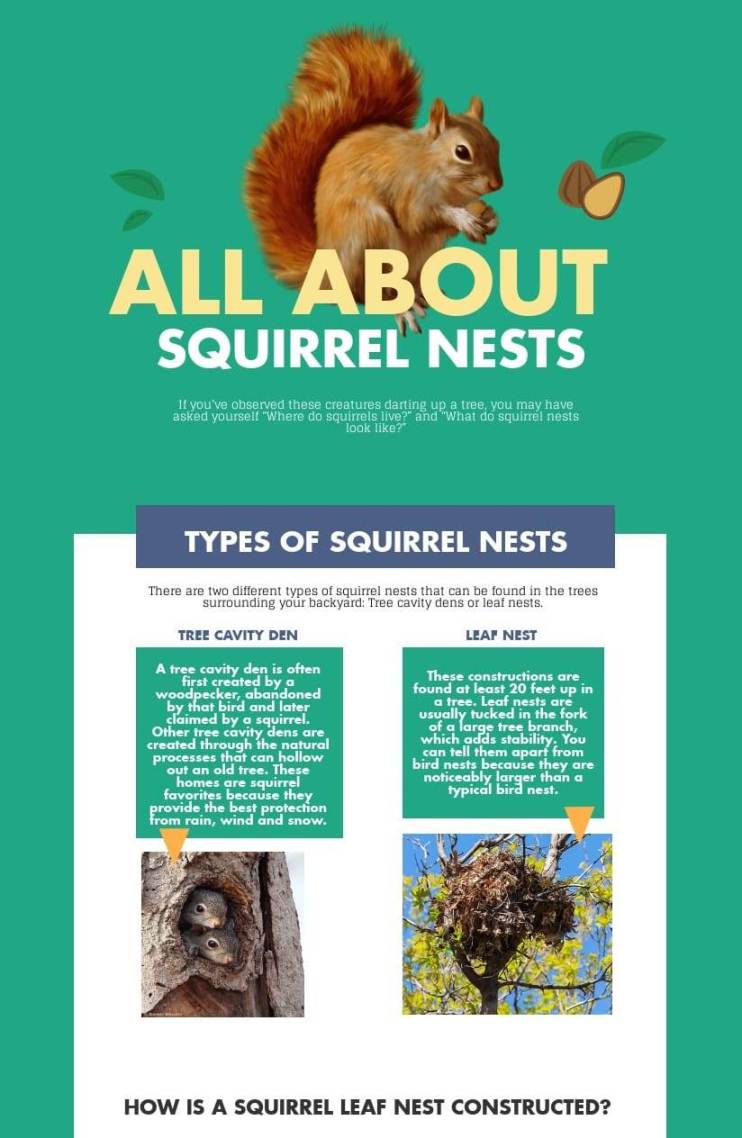all-about-squirrel-nests