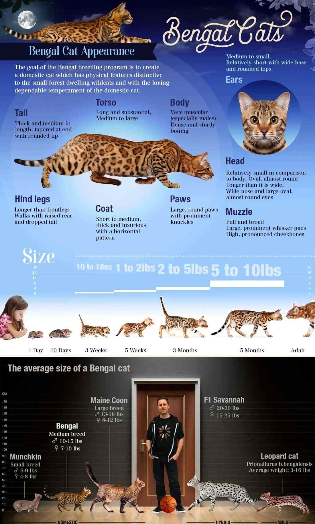 Bengal-Cat-Breed-Characteristics