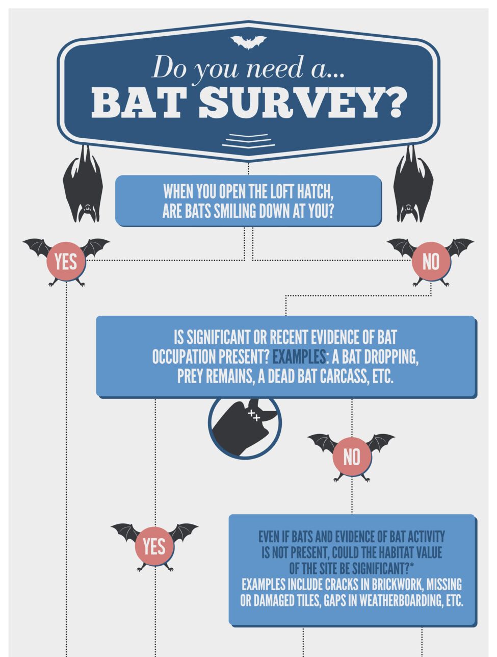 bat-survey-flow-chart-infographic