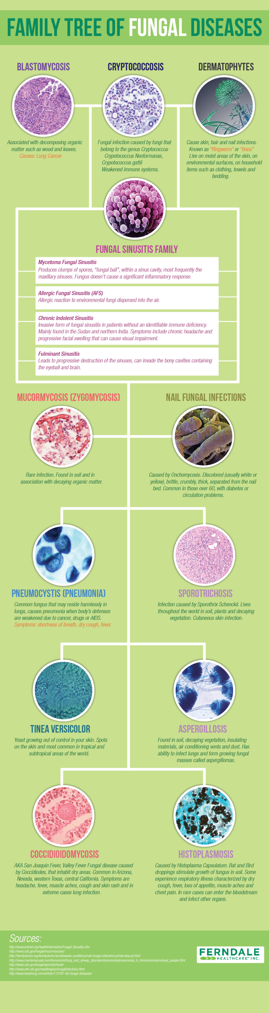 Family Tree of Fungal Disease (Infographic)