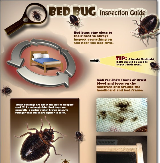 Bed Bug Inspection Guide (infographic)