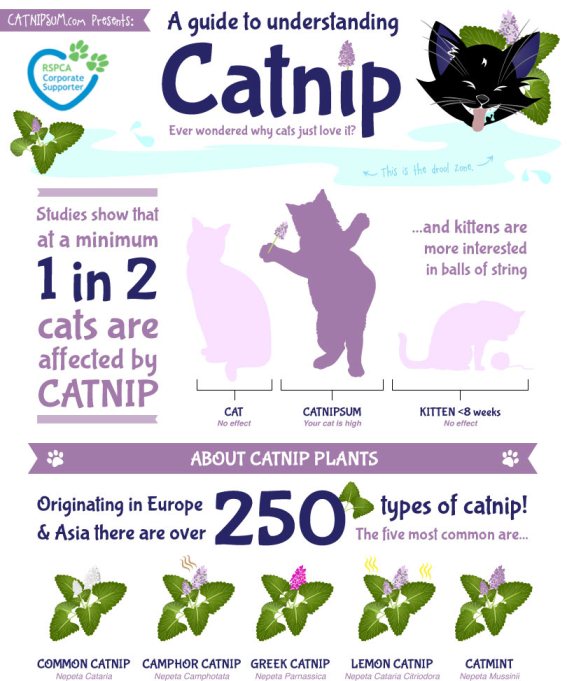 How does catnip effect Cats? (Infographic)