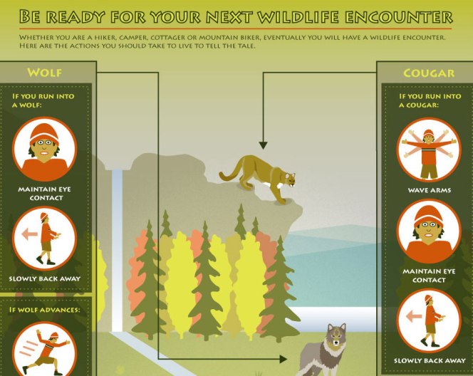 Be Ready For Your Next Wildlife Encounter (Infographic)