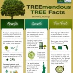 treemendous tree facts