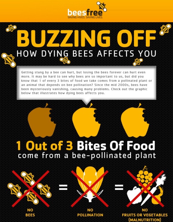 Buzzing Off: How Dying Bees Affect You (Infographic)