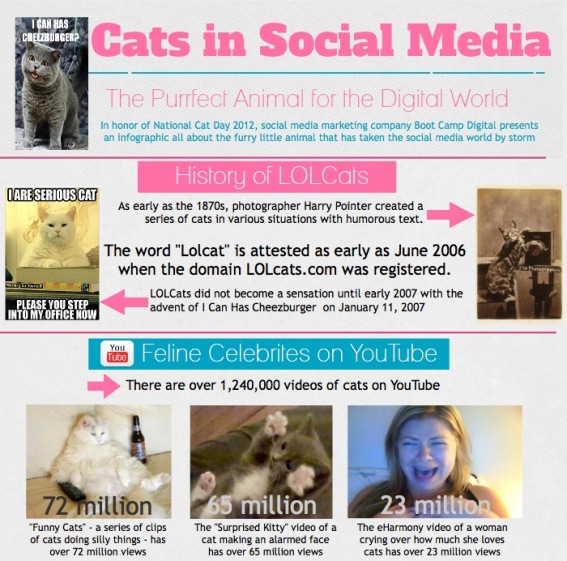 Cats in Social Media (Infographic)