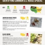 harmless or deadly how to identify common house spiders