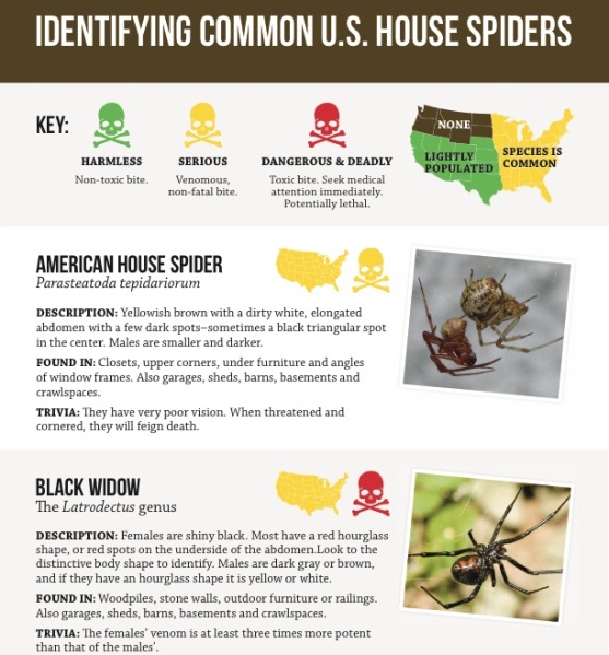 Harmless or Deadly: How to Identify Common House Spiders (Infographic)