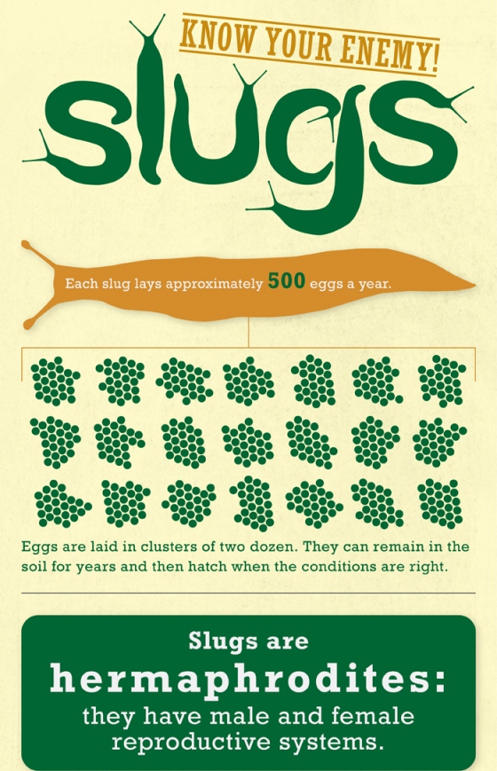 Slugs: Know Your Enemy (Infographic)