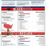 spider bites guide