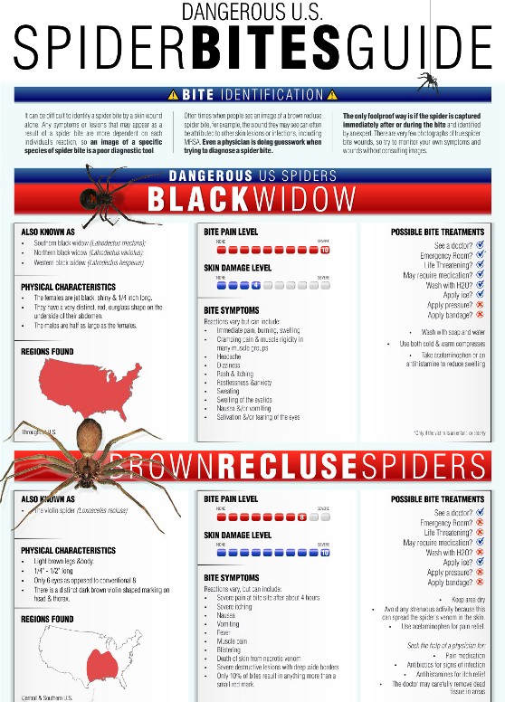 Spider Bites Guide Infographic
