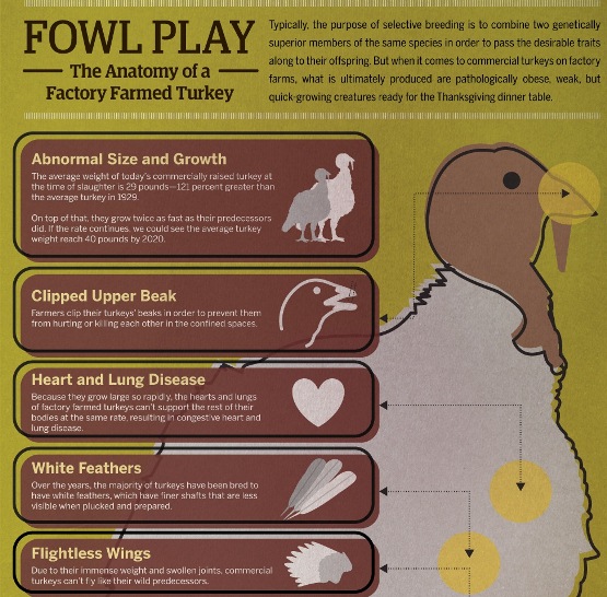 The Anatomy of a Factory Farmed Turkey (Infographic)