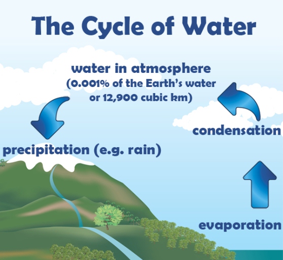 The Cycle of Water (Infographic)