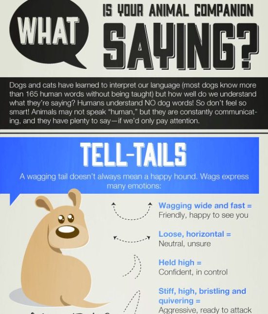 What Is Your Animal Companion Saying? (Infographic)