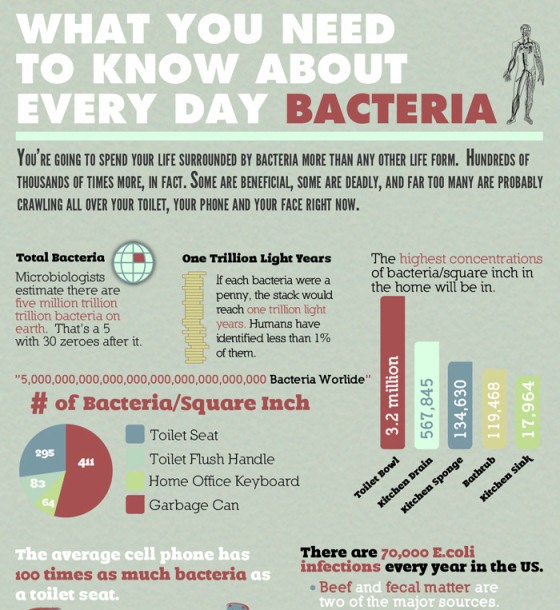 Bacteria in Our Daily Life (Infographic)