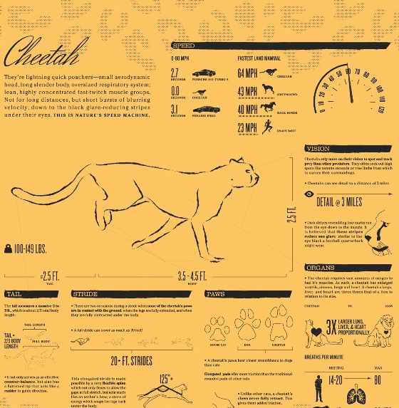 Nature’s Speed Machine of Cheetah (Infographic)
