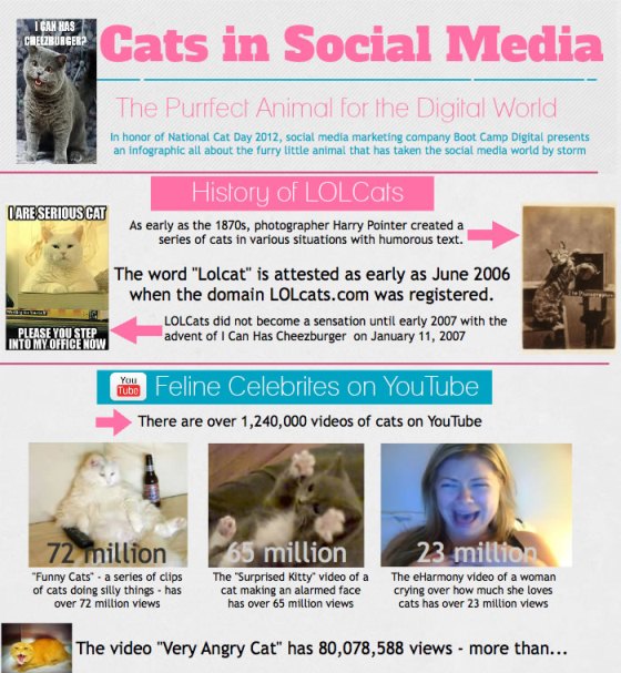 Cats in Social Media (Infographic)