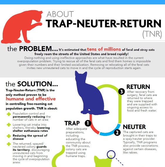 Celebrate National Feral Cat Day (Infographic)