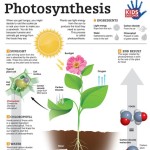 Photosynthesis 1