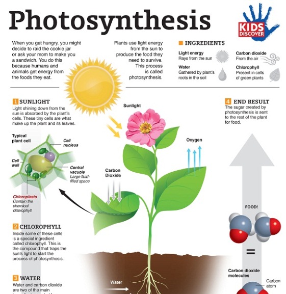 Photosynthesis (Infographic)