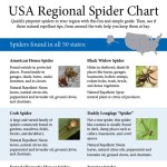 the ultimate guide to identifying common spiders 1