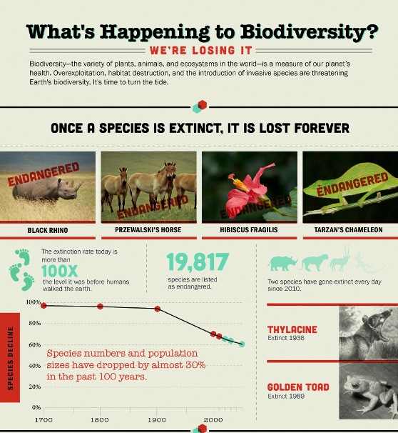 What’s happening to Biodiversity? (Infographic)