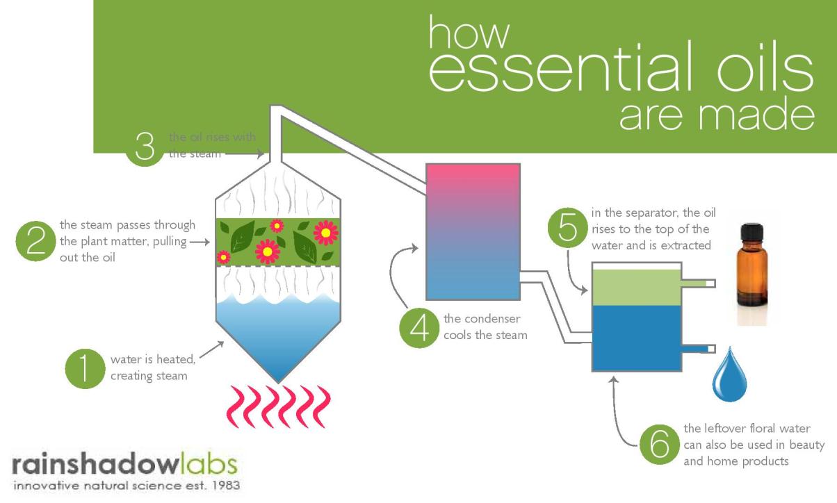 How Essential Oils are Made (Infographic)