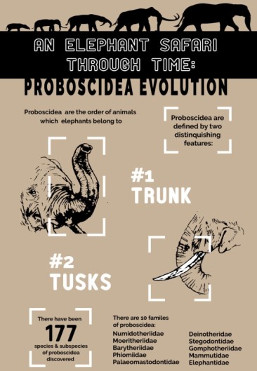 An Elephant Safari Through Time: Proboscidea Evolution