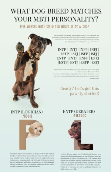 What Dog Breed Matches your MBTI Personality?