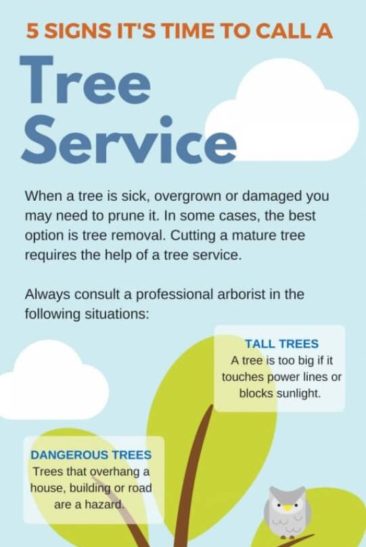 5 Signs You Need A Tree Surgeon