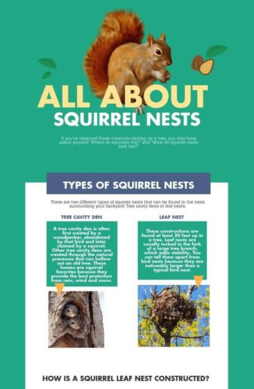 All You Need to Know About Squirrel Nests