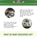 what-to-do-if-you-found-a-baby-raccoon