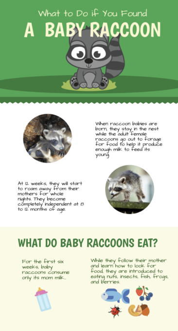 What to do if you spot a baby raccoon