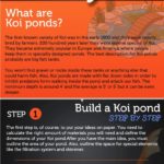 koi-pond-Infographic